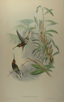 John Gould's Hummingbirds